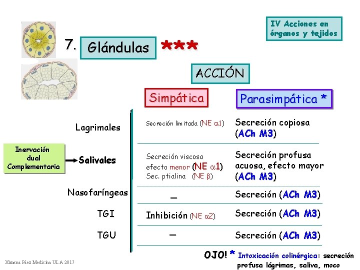 7. Glándulas IV Acciones en órganos y tejidos *** ACCIÓN Simpática Inervación dual Complementaria