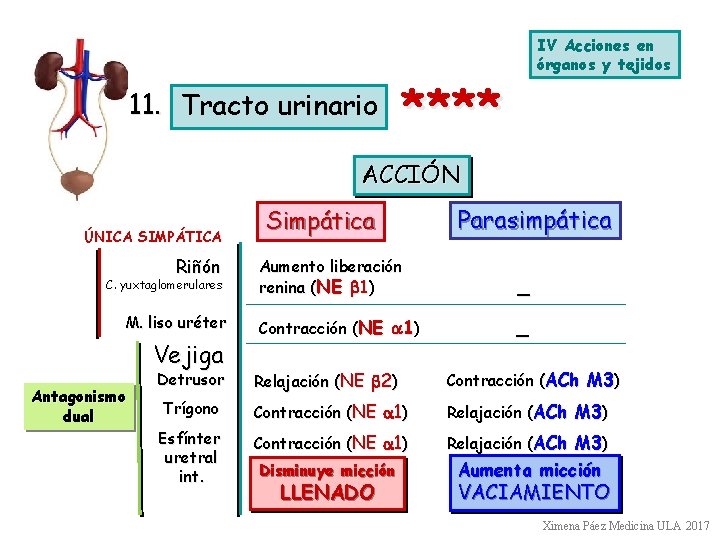 11. Tracto urinario IV Acciones en órganos y tejidos **** ACCIÓN ÚNICA SIMPÁTICA Riñón