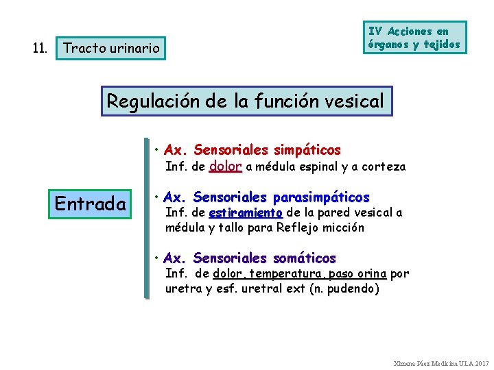 11. Tracto urinario IV Acciones en órganos y tejidos Regulación de la función vesical