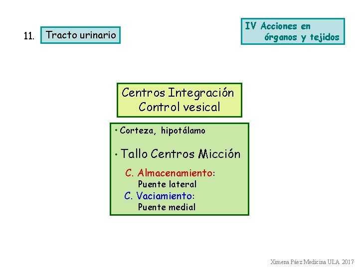 11. IV Acciones en órganos y tejidos Tracto urinario Centros Integración Control vesical •