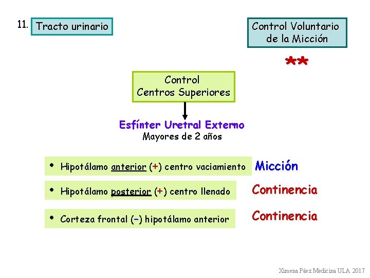 11. Tracto urinario Control Voluntario de la Micción Control Centros Superiores ** Esfínter Uretral