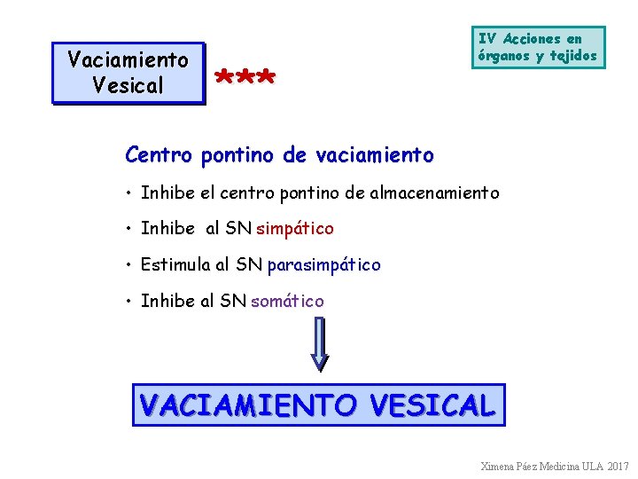 Vaciamiento Vesical *** IV Acciones en órganos y tejidos Centro pontino de vaciamiento •