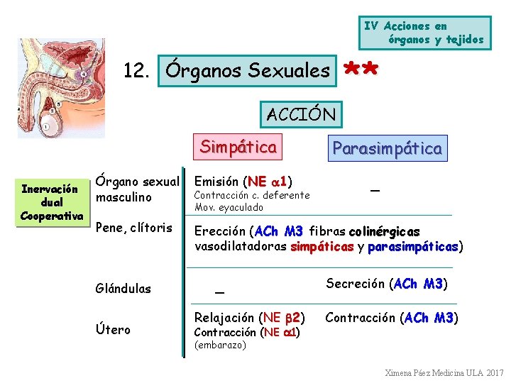 IV Acciones en órganos y tejidos ** 12. Órganos Sexuales ACCIÓN Simpática Parasimpática Órgano