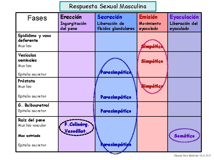 Respuesta Sexual Masculina Fases Erección Secreción Emisión Eyaculación Ingurgitación del pene Liberación de fluidos