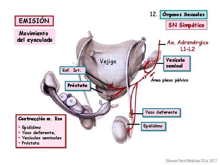 12. EMISIÓN Órganos Sexuales SN Simpático Movimiento del eyaculado Ax. Adrenérgico L 1 -L 12. EMISIÓN Órganos Sexuales SN Simpático Movimiento del eyaculado Ax. Adrenérgico L 1 -L
