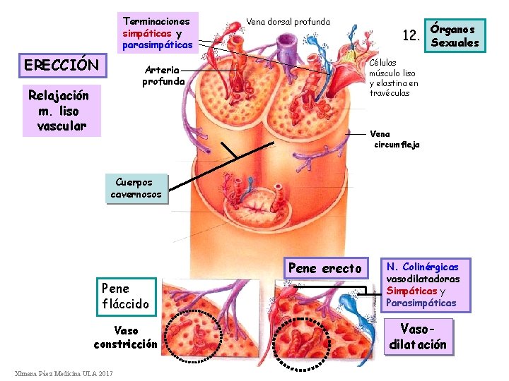 Terminaciones simpáticas y parasimpáticas ERECCIÓN Vena dorsal profunda Órganos Sexuales Células músculo liso y