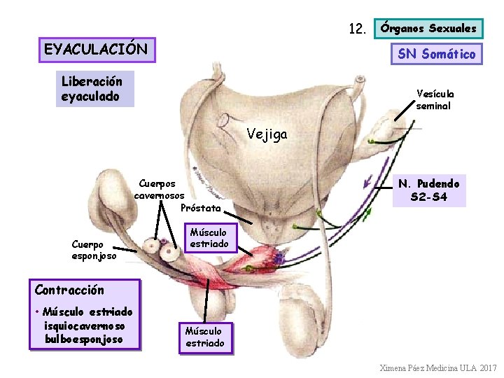 12. EYACULACIÓN Órganos Sexuales SN Somático Liberación eyaculado Vesícula seminal Vejiga Cuerpos cavernosos Próstata