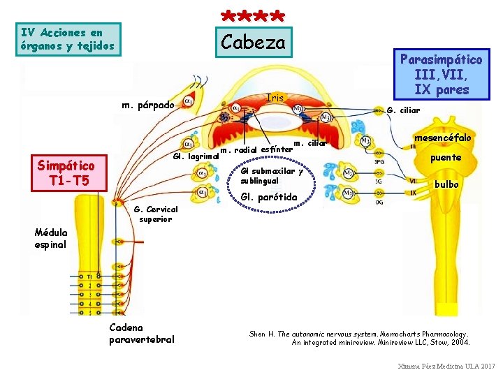 **** Cabeza IV Acciones en órganos y tejidos m. párpado Simpático T 1 -T