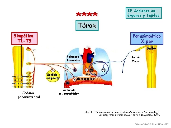 **** IV Acciones en órganos y tejidos Tórax Simpático T 1 -T 5 Parasimpático