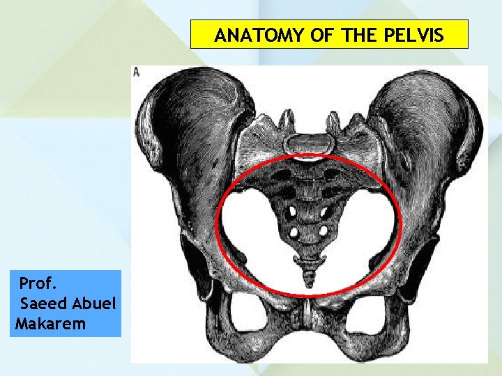 ANATOMY OF THE PELVIS Prof. Saeed Abuel Makarem 