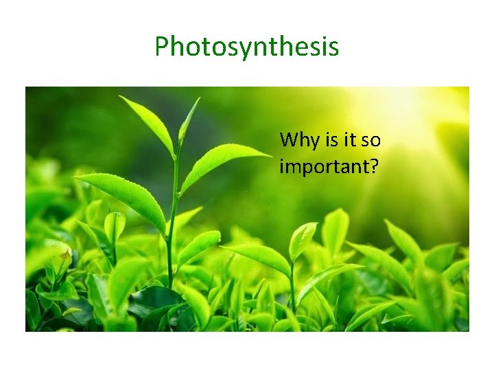 Photosynthesis Why is it so important? 