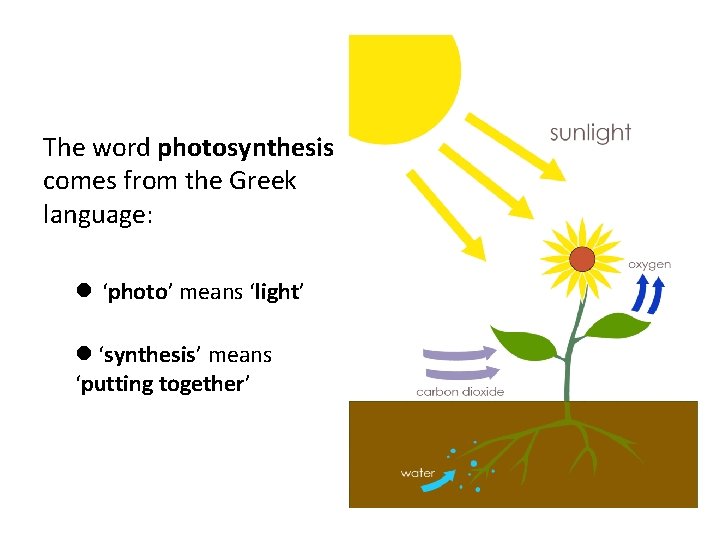 The word photosynthesis comes from the Greek language: l ‘photo’ means ‘light’ l ‘synthesis’