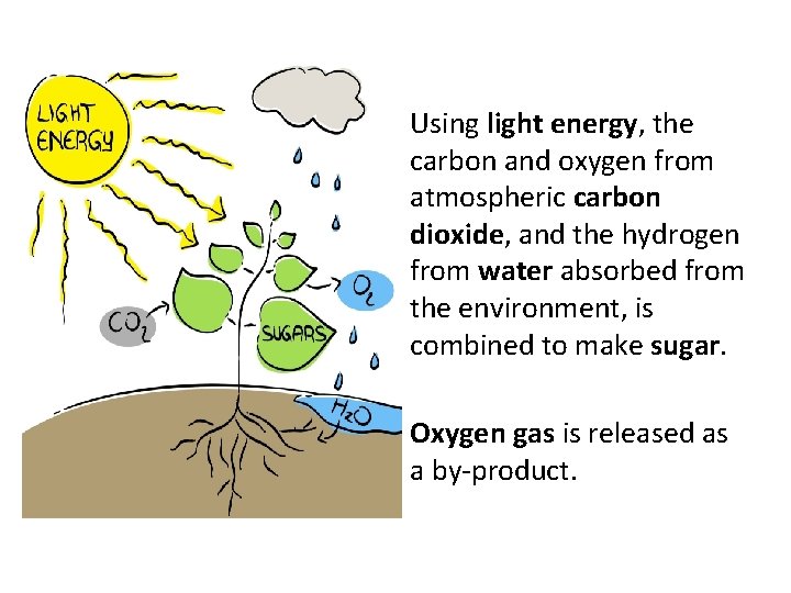 Using light energy, the carbon and oxygen from atmospheric carbon dioxide, and the hydrogen