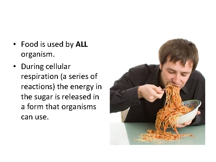  • Food is used by ALL organism. • During cellular respiration (a series