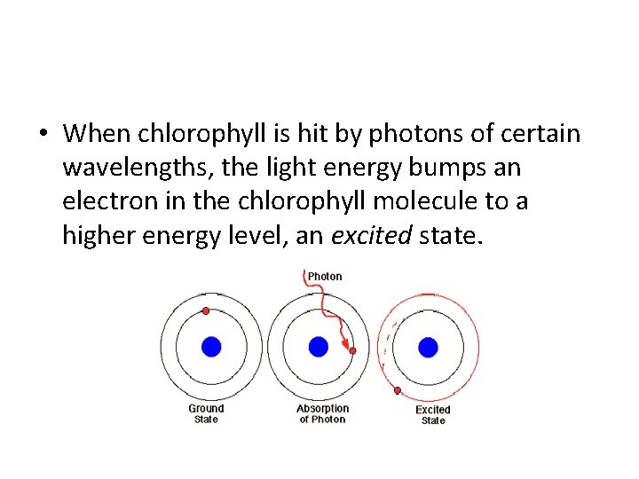  • When chlorophyll is hit by photons of certain wavelengths, the light energy