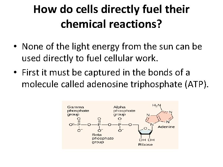 How do cells directly fuel their chemical reactions? • None of the light energy