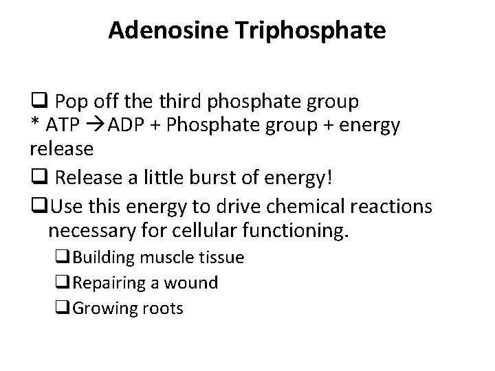 Adenosine Triphosphate q Pop off the third phosphate group * ATP ADP + Phosphate