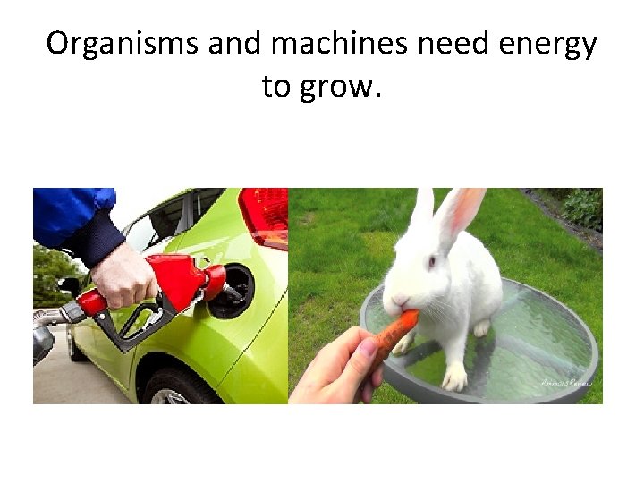 Organisms and machines need energy to grow. 