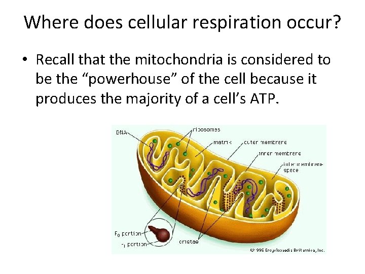 Where does cellular respiration occur? • Recall that the mitochondria is considered to be