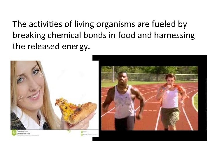 The activities of living organisms are fueled by breaking chemical bonds in food and