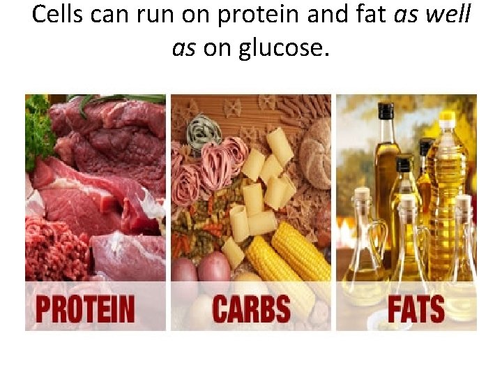 Cells can run on protein and fat as well as on glucose. 