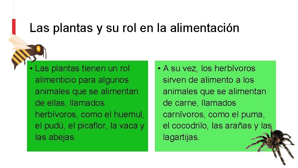 Las plantas y su rol en la alimentación • Las plantas tienen un rol