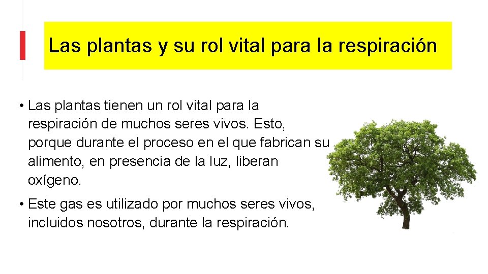 Las plantas y su rol vital para la respiración • Las plantas tienen un