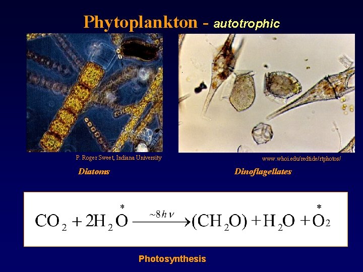 Phytoplankton - autotrophic P. Roger Sweet, Indiana University Diatoms www. whoi. edu/redtide/rtphotos/ Dinoflagellates Photosynthesis