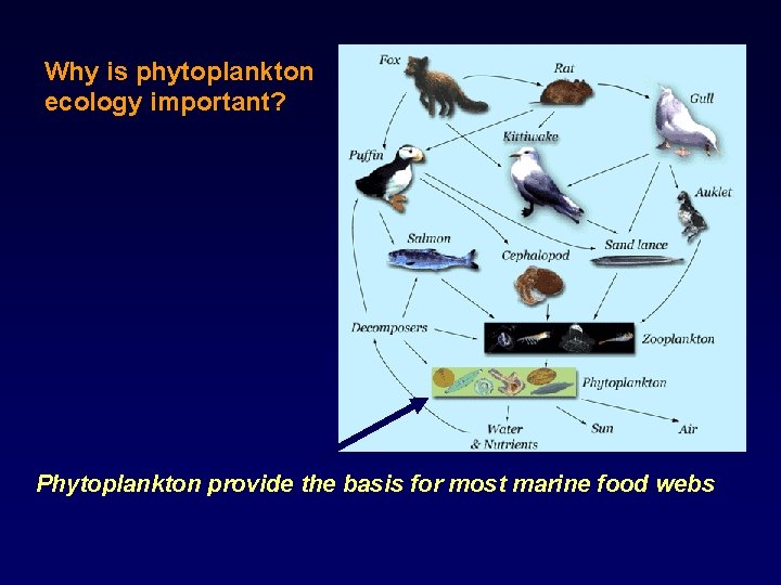 Why is phytoplankton ecology important? Phytoplankton provide the basis for most marine food webs