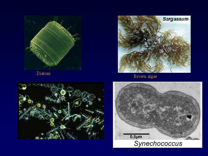 Diatom Brown algae 