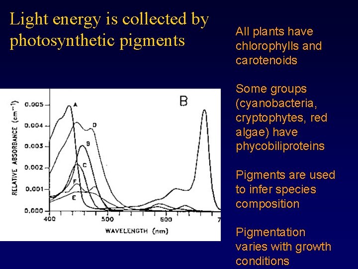 Light energy is collected by photosynthetic pigments All plants have chlorophylls and carotenoids Some