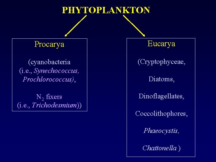 PHYTOPLANKTON Procarya Eucarya (cyanobacteria (i. e. , Synechococcus, Prochlorococcus), (Cryptophyceae, N 2 fixers (i.