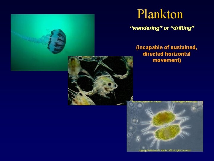 Plankton “wandering” or “drifting” (incapable of sustained, directed horizontal movement) 