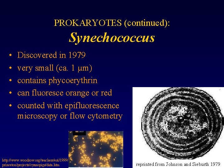 PROKARYOTES (continued): Synechococcus • • • Discovered in 1979 very small (ca. 1 µm)