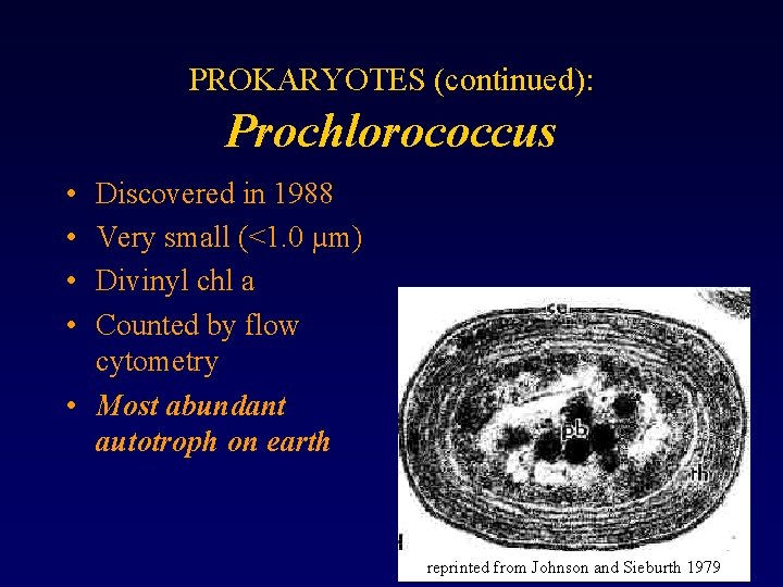 PROKARYOTES (continued): Prochlorococcus • • Discovered in 1988 Very small (<1. 0 µm) Divinyl