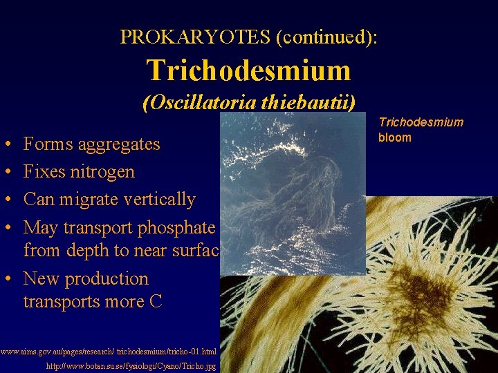 PROKARYOTES (continued): Trichodesmium (Oscillatoria thiebautii) • • Forms aggregates Fixes nitrogen Can migrate vertically