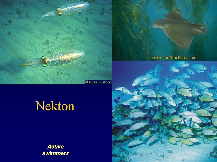 www. shellbackdon. com Nekton Active swimmers 