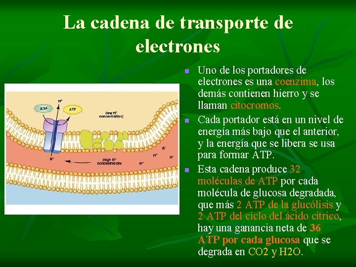 La cadena de transporte de electrones n n n Uno de los portadores de La cadena de transporte de electrones n n n Uno de los portadores de