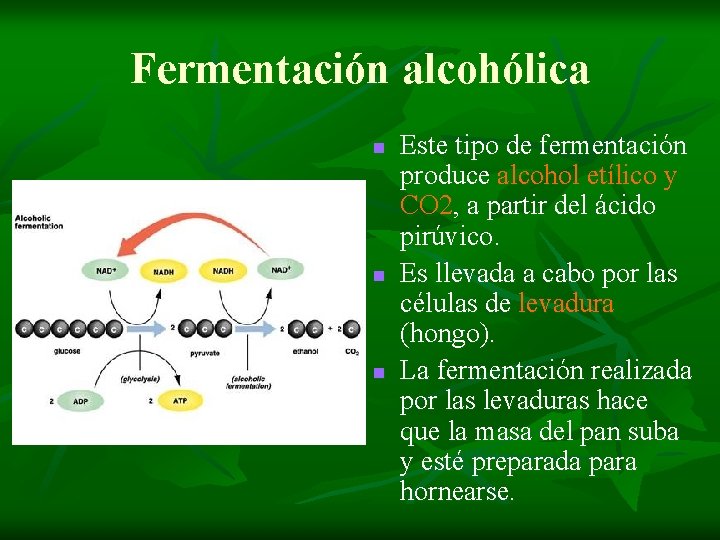 Fermentación alcohólica n n n Este tipo de fermentación produce alcohol etílico y CO Fermentación alcohólica n n n Este tipo de fermentación produce alcohol etílico y CO