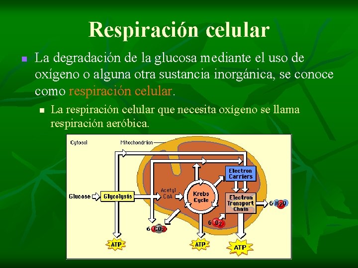 Respiración celular n La degradación de la glucosa mediante el uso de oxígeno o Respiración celular n La degradación de la glucosa mediante el uso de oxígeno o
