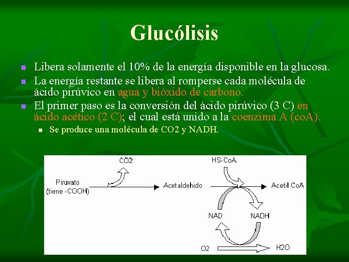 Glucólisis n n n Libera solamente el 10% de la energía disponible en la Glucólisis n n n Libera solamente el 10% de la energía disponible en la