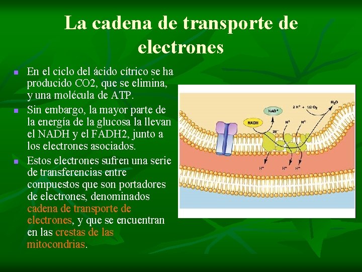 La cadena de transporte de electrones n n n En el ciclo del ácido La cadena de transporte de electrones n n n En el ciclo del ácido