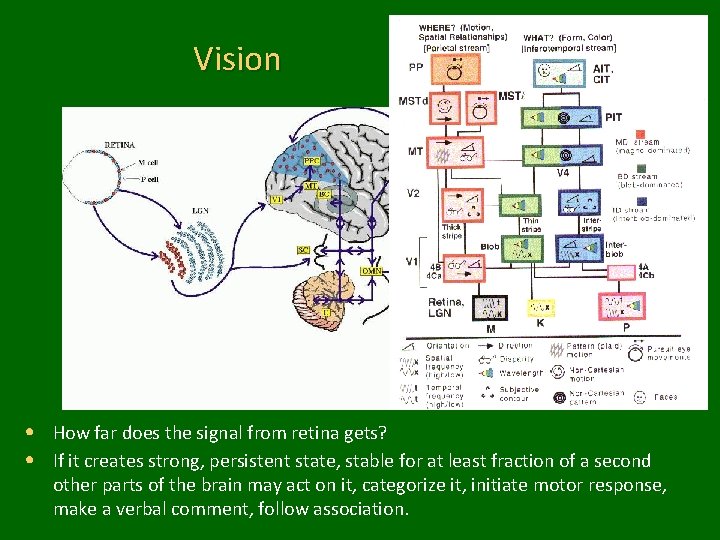 Vision • How far does the signal from retina gets? • If it creates