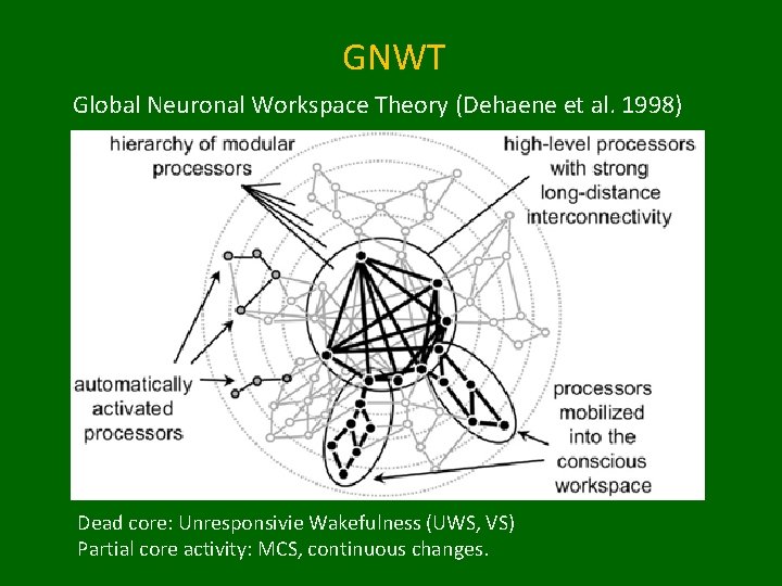 GNWT Global Neuronal Workspace Theory (Dehaene et al. 1998) Dead core: Unresponsivie Wakefulness (UWS,