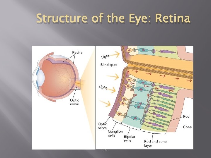 Structure of the Eye: Retina © 2011 The Mc. Graw-Hill Companies, Inc. 