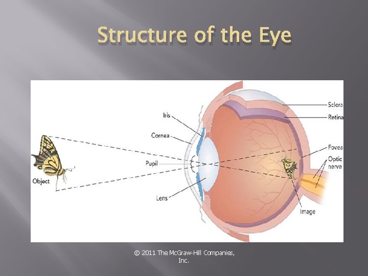 Structure of the Eye © 2011 The Mc. Graw-Hill Companies, Inc. 