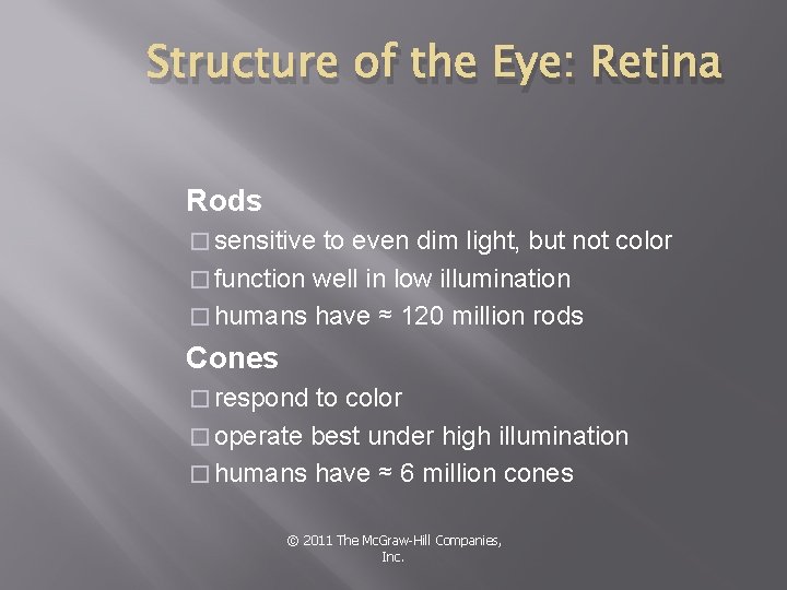 Structure of the Eye: Retina Rods � sensitive to even dim light, but not