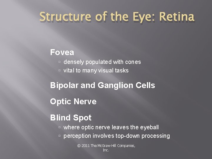 Structure of the Eye: Retina Fovea densely populated with cones vital to many visual