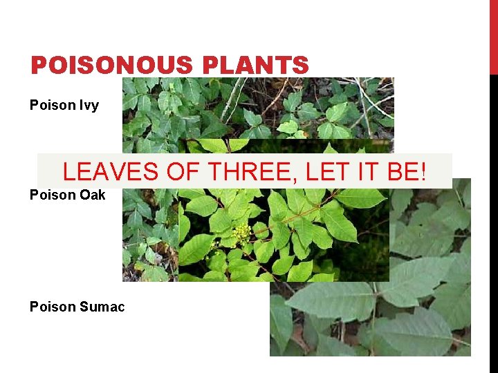 POISONOUS PLANTS Poison Ivy LEAVES OF THREE, LET IT BE! Poison Oak Poison Sumac
