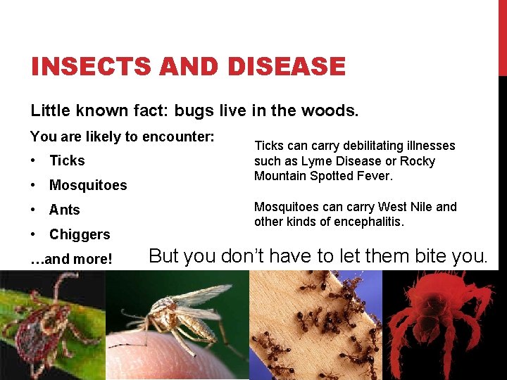 INSECTS AND DISEASE Little known fact: bugs live in the woods. You are likely